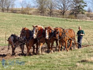 Plowing with Real Horse Power