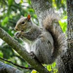 Busy Eating a Nut