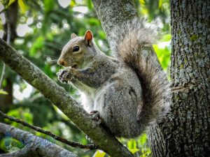 Busy Eating a Nut