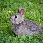 Bunny in Clover