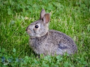 Bunny in Clover