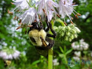 Busy Bumble Bee