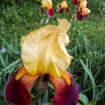 Irises Blooming