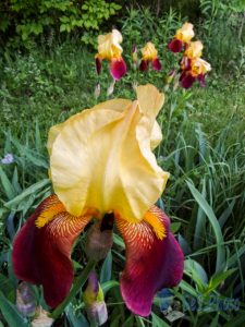 Irises Blooming