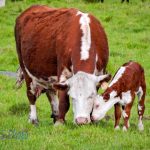 Nuzzling Calf