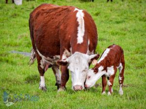 Nuzzling Calf