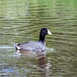 American Coot