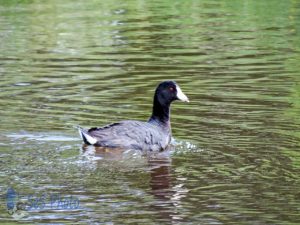 American Coot