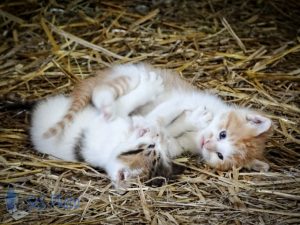 Playful Siblings