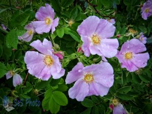 Surviving Wild Roses