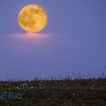 Honey or Strawberry Moon Over Daisies