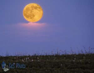 Honey or Strawberry Moon Over Daisies