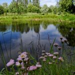 Summertime Fun by a Pond