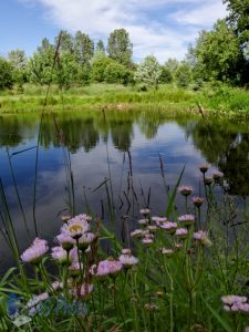 Summertime Fun by a Pond