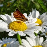 Feeding on the Daisies