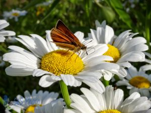 Feeding on the Daisies