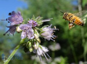 Incoming Bee