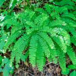 Maidenhair Fern