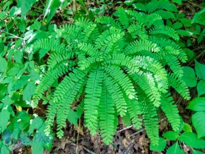 Maidenhair Fern