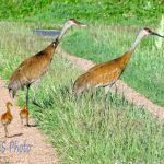 Sandhill Crane Colts