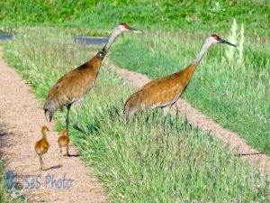 Sandhill Crane Colts