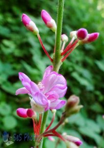 Pointed-leaf Tick-trefoil