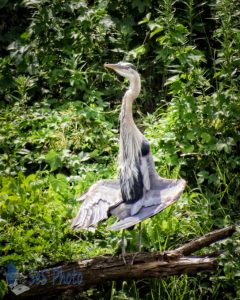 Heron Catching Some Sun