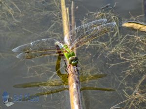 Laying Eggs