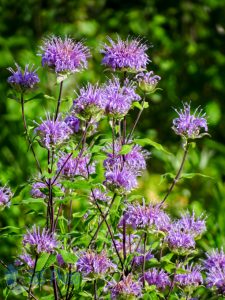 Colorful Wild Bergamot