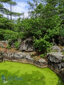 Lily Pond Pothole