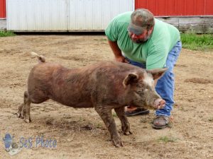 Swayback Pig