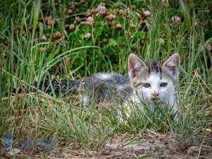 Stalking Kitten