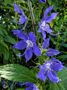 American Bellflower