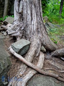 Rock Hugging Tree