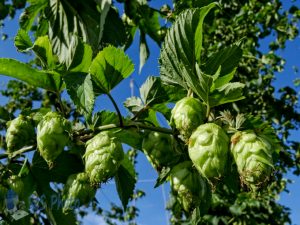 Hops for Beer