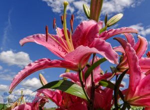 Lilies in the Sun