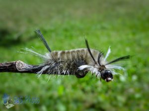 Banded Tussock Moth Caterpillar