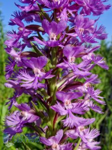 Orchid Blossoms Flying