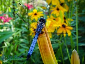 Dragonfly in the Flowers