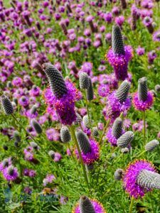 Purple Prairie Clover