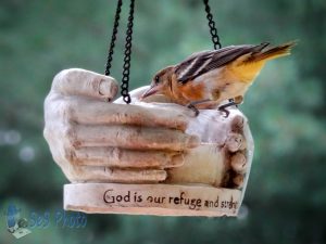 Young Oriole Eating