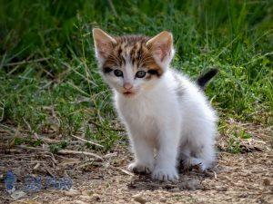 Summertime Kitten