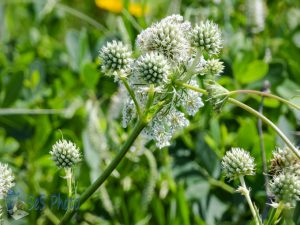 Rattlesnake Master