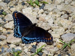 Red-spotted Purple