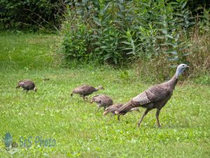 A Hen and Poults