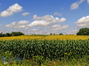 Corn Sweating