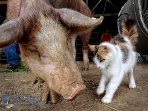 Pig vs Cat