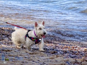 Beach Dog