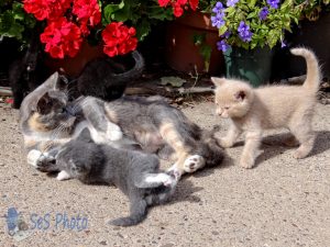 Mom and Playful Kittens