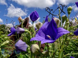 Balloon Flower